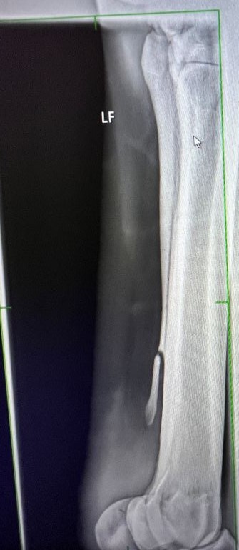 Atroskopia ja laserleikkaus Hevosklinikka Laukaa